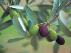 olive